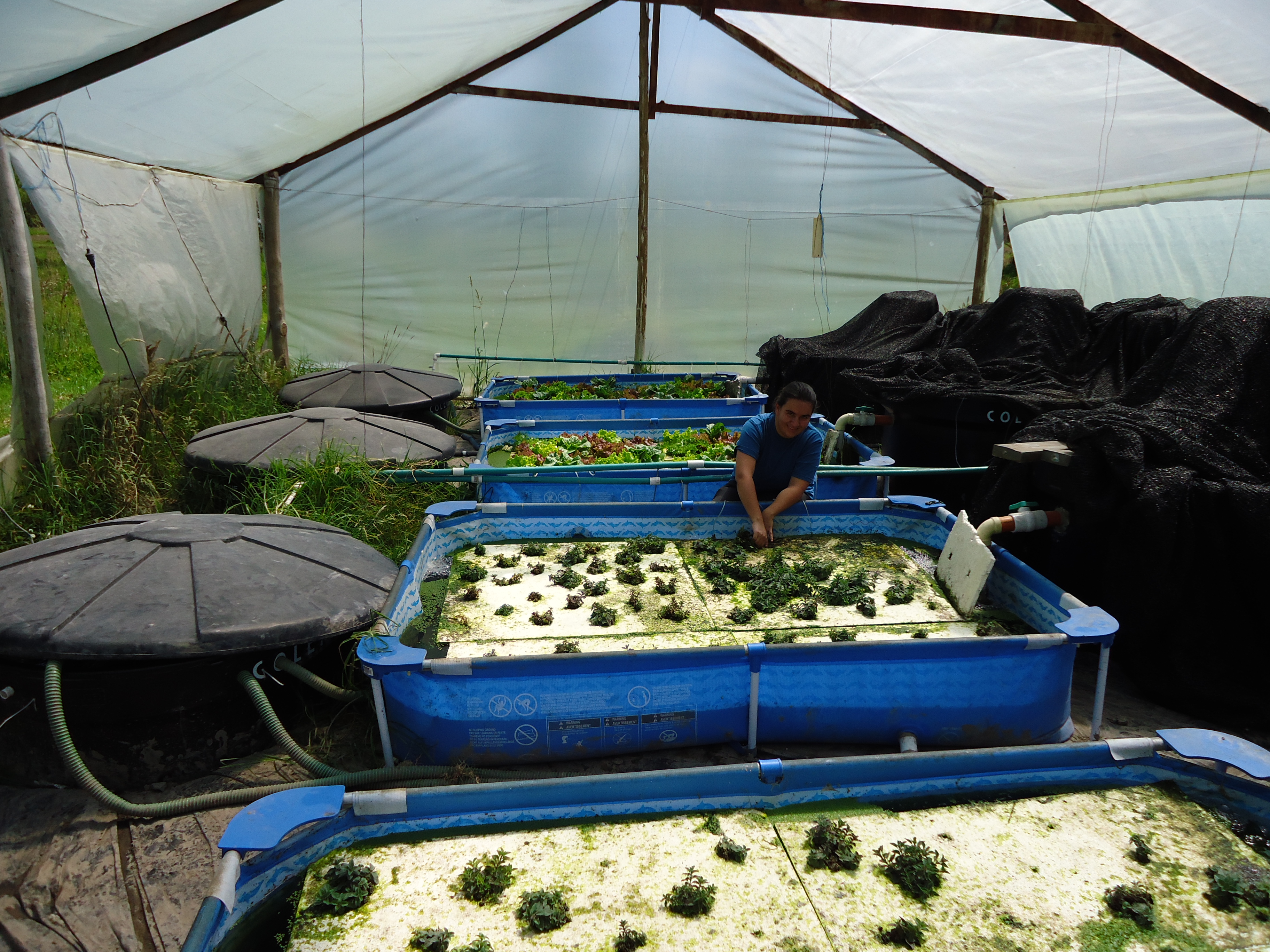 Small Floating Raft Aquaponics System. Related Images