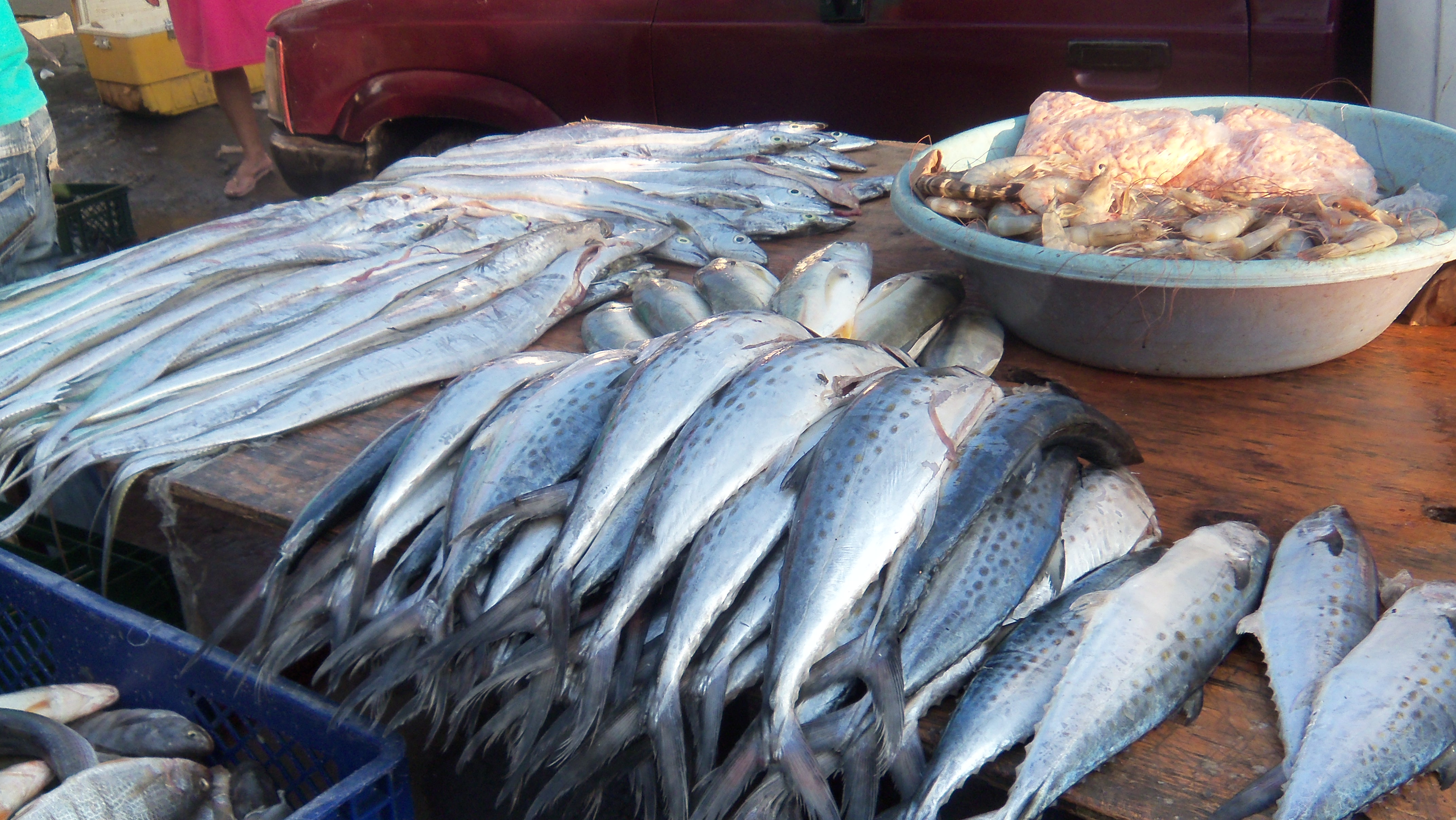 Colombia Fish