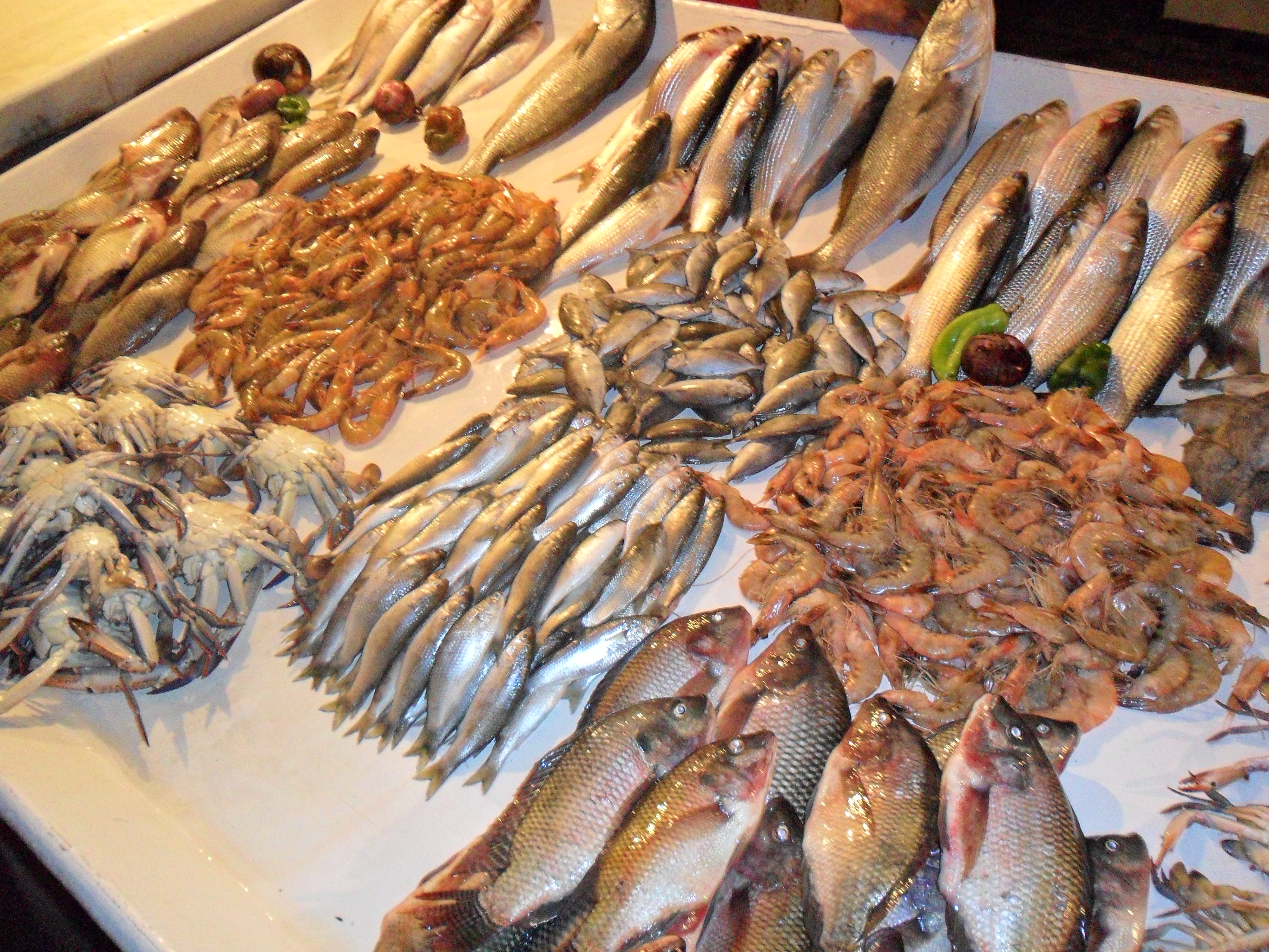Fish display in a retail shop in Alexandria (Egypt) - Fish Consulting Group