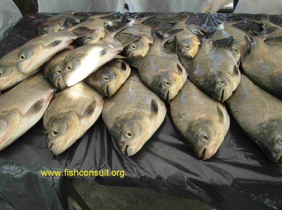 Fish processing and marketing in a fish fair in Venezuela Fish