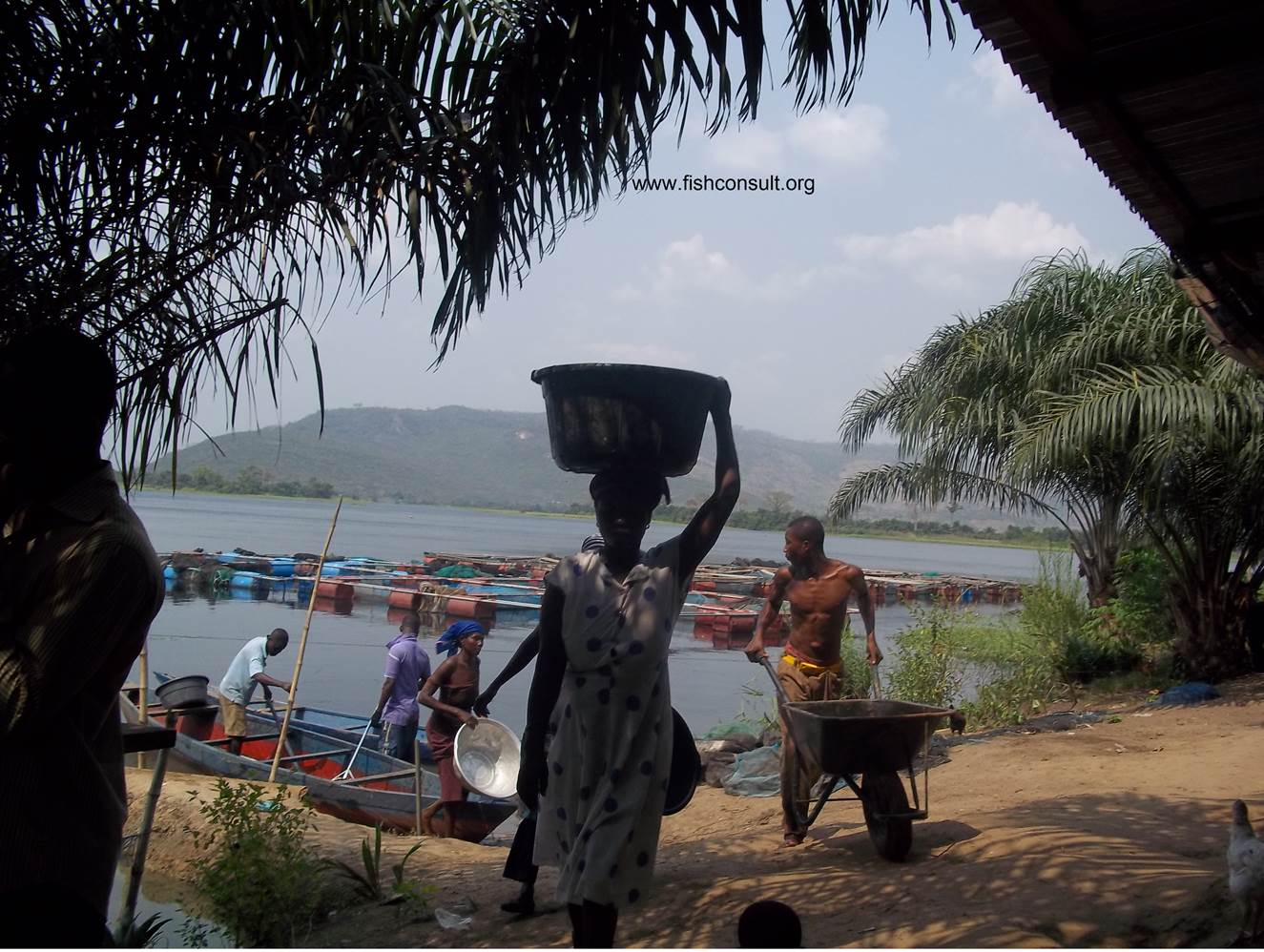 Role of women in fish processing in Ghana Fish Consulting Group