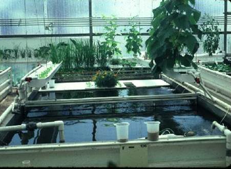 Vegetable production in a recirculating aquaponic system ...
