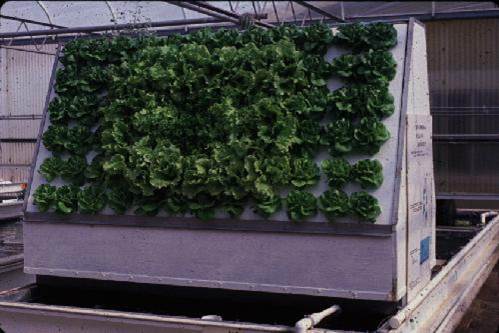 Vegetable production in a recirculating aquaponic system ...