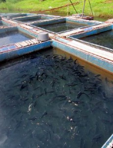 Daily observation and maintenance in a cage farm in Thailand - Fish  Consulting Group