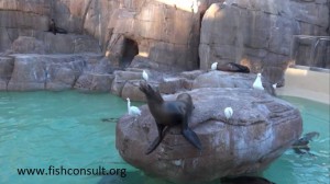 Sea lion (Part one)