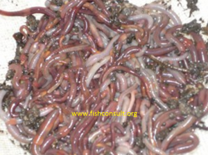 Utilization of earthworms in fish feeding - Fish Consulting Group