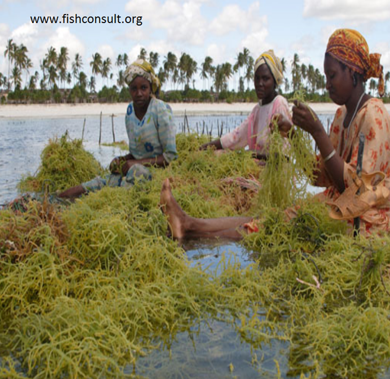 Role of women in the farming and processing of seaweed in Tanzania