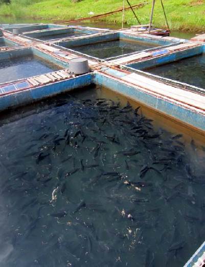 Cage culture of tilapia in Lao PDR | Fish Consulting Group