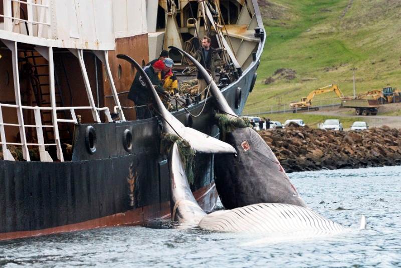 Hunting Of Fin Whales In Iceland | Fish Consulting Group