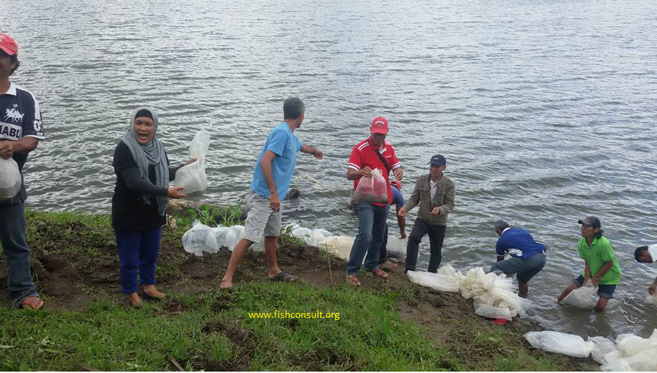 Dispersal of tilapia fingerlings in Lake Lahit (Philippines) | Fish ...