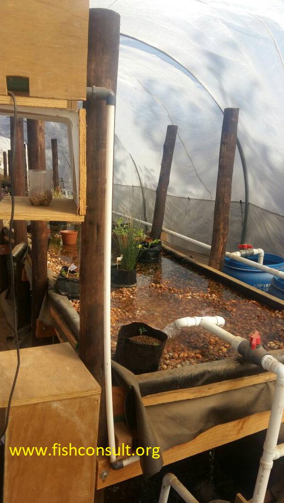 aquaponics in namibia fish consulting group