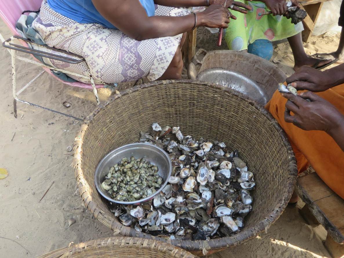 Collection and preparation of mangrove oyster by Senegalese women ...
